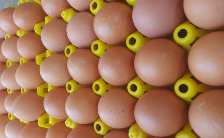 Produksi Telur Indonesia Melimpah dan Harga Stabil di Tengah Fenomena ‘Eggflation’