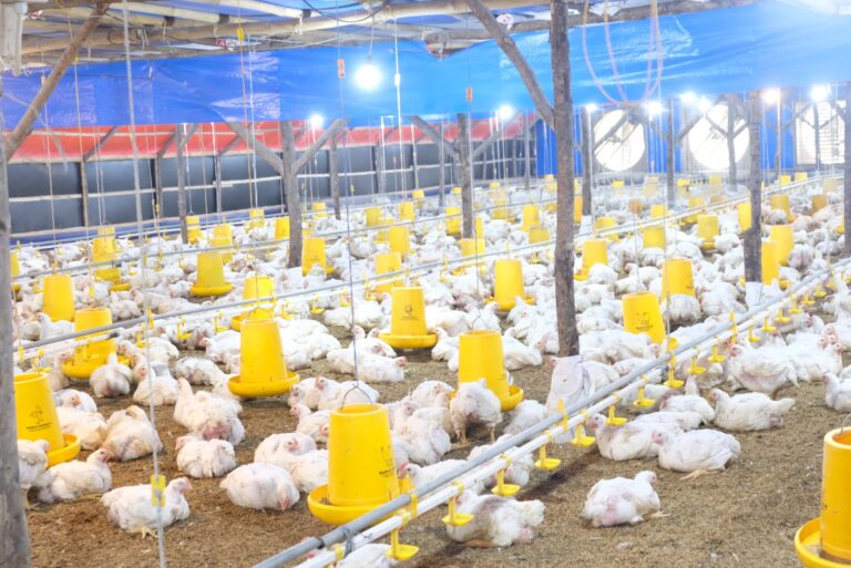 Kementan Stabilkan Produksi dan Harga Ayam Broiler Untuk Lindungi Peternak Rakyat