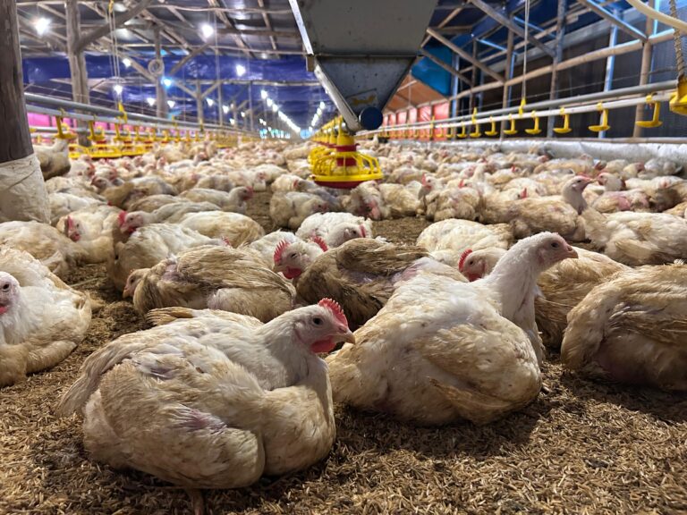 Kementan Perkuat Pengawasan dan Distribusi, Harga Ayam Hidup Mulai Naik