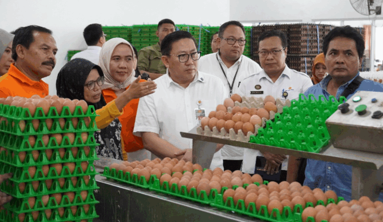 Kementan Perkuat Serapan dan Stabilisasi Harga Telur di Tingkat Peternak