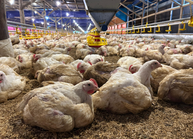 Kementan Tegaskan Komitmen Stabilkan Harga Ayam Hidup Lewat Pengendalian Produksi