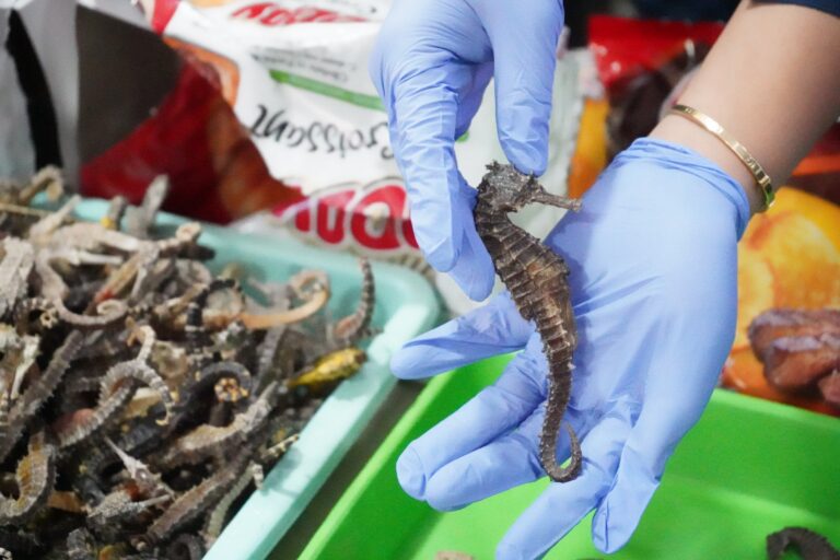 Lindungi Biota Laut, Karantina Kepri Bersinergi Amankan Kuda Laut Kering
