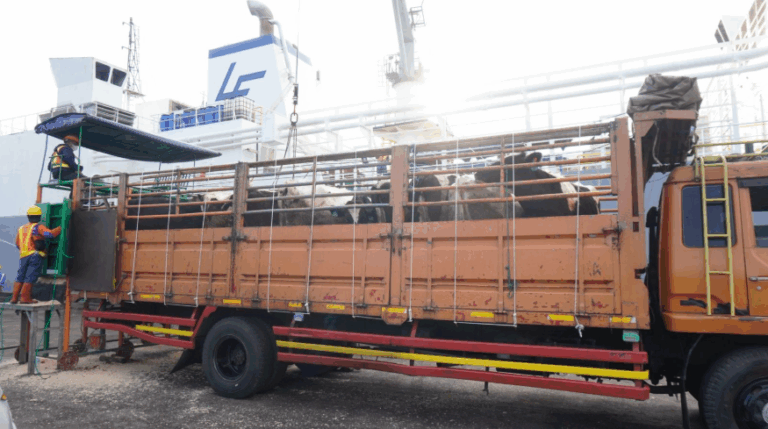 1.213 Sapi Perah Bunting Tiba di Cilacap, Bukti Nyata Kemitraan Swasta dan Peternak Rakyat
