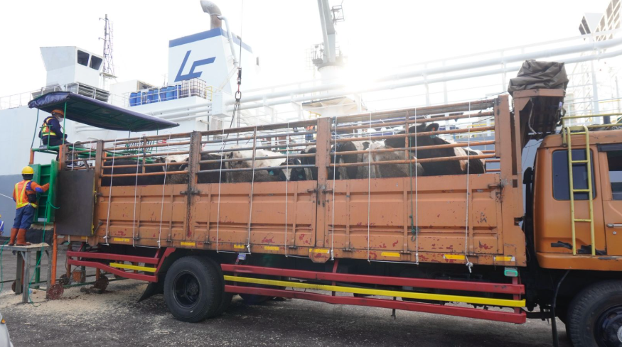 1.213 Sapi Perah Bunting Tiba di Cilacap, Bukti Nyata Kemitraan Swasta dan Peternak Rakyat