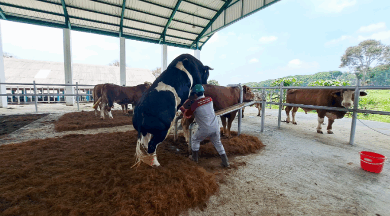 Kementan Buka Layanan Deposit Semen Beku, Perkuat Produksi Ternak Nasional
