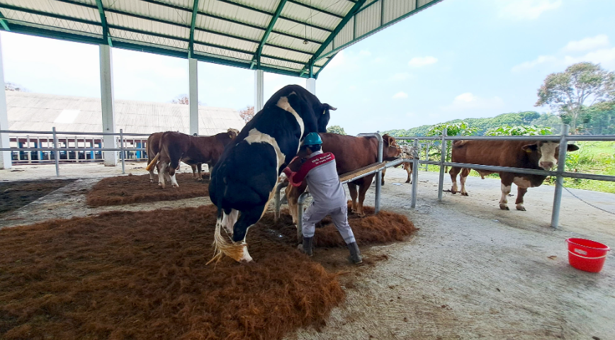 Kementan Buka Layanan Deposit Semen Beku, Perkuat Produksi Ternak Nasional