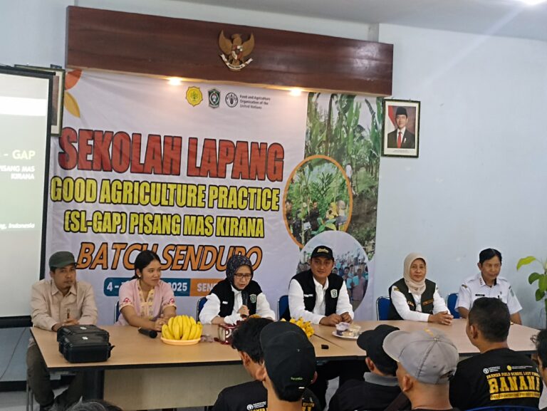 Sekolah Lapang SL-GAP Pisang Mas Kirana Tumbuhkan Optimisme Petani Lumajang