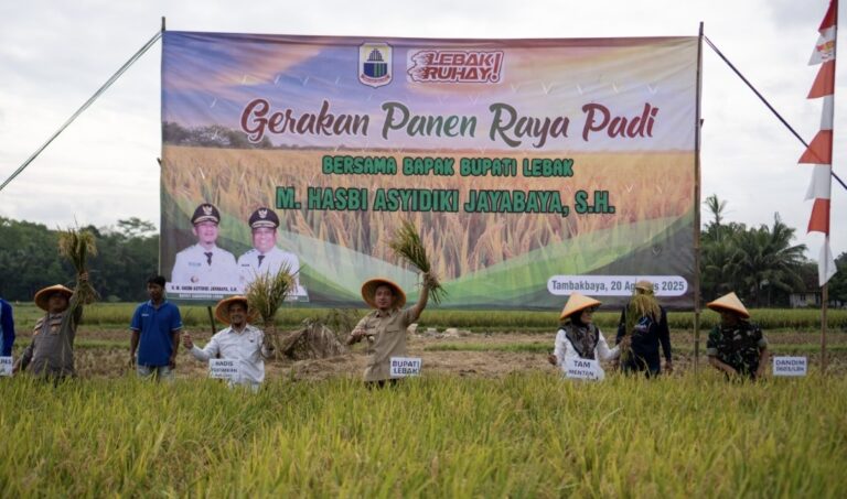 Pemkab Lebak gelar Panen Raya Padi di Lahan 120 Hektar, Dongkrak Hasil Produksi berkat NatureGen