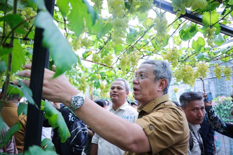 Panen Raya Anggur di Tangsel, Benyamin: Kembangkan, Banyak Lahan Bisa Dipakai