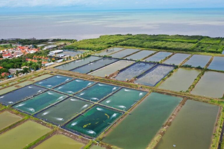 Masady Manggeng Soroti Anjloknya Harga Udang Vanname, Petambak di Aceh Terancam Gulung Tikar