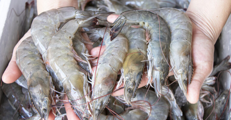 KKP dapat Pengakuan dari AS sebagai Certifying Entity untuk Udang Indonesia