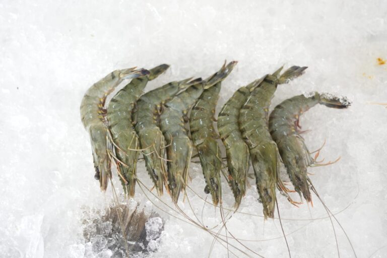 Udang Indonesia Kembali Diserap Pasar AS, Ekspor Naik 16,3 Persen