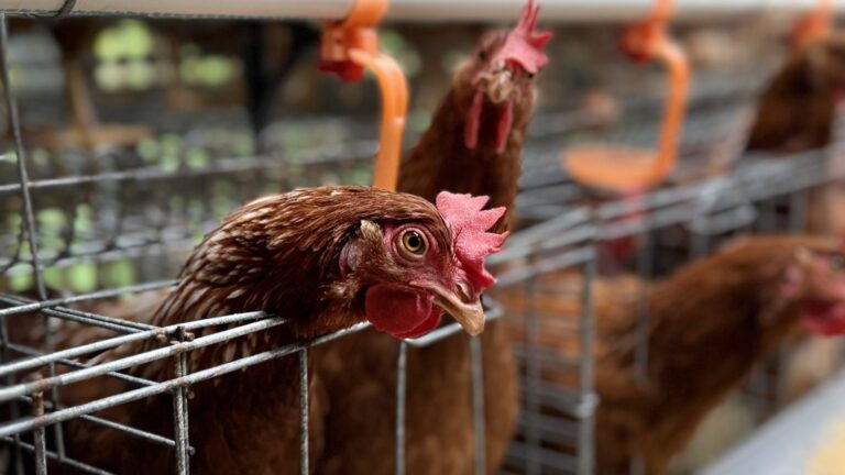 Pemerintah Rencana Akan Bangun Pabrik Pakan dan Pembibitan Ayam, Mendukung Peternakan Rakyat