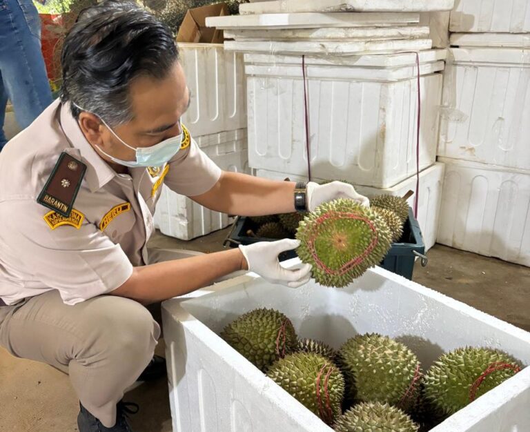 Karantina Kepri Periksa Durian Tanjung Batu