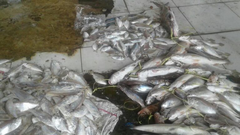 KKP Segel 99 Ton Ikan Impor Ilegal, Selamatkan Uang Negara Rp4,48 Miliar