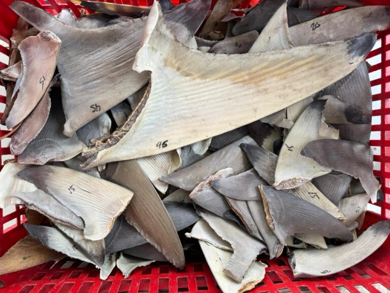 Bebas HPIK, Sirip Ikan Hiu Diterbitkan Sertifikat Kesehatan