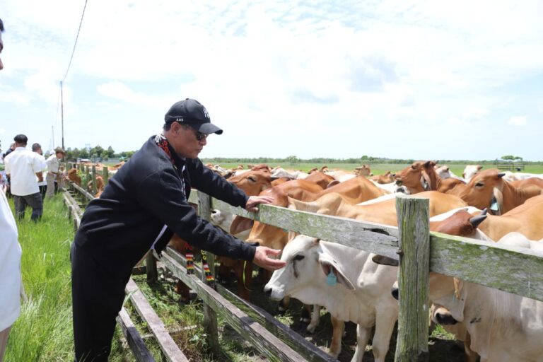 Kementan Perkuat Investasi Peternakan Terintegrasi di Kalteng, Target 200 Ribu Sapi