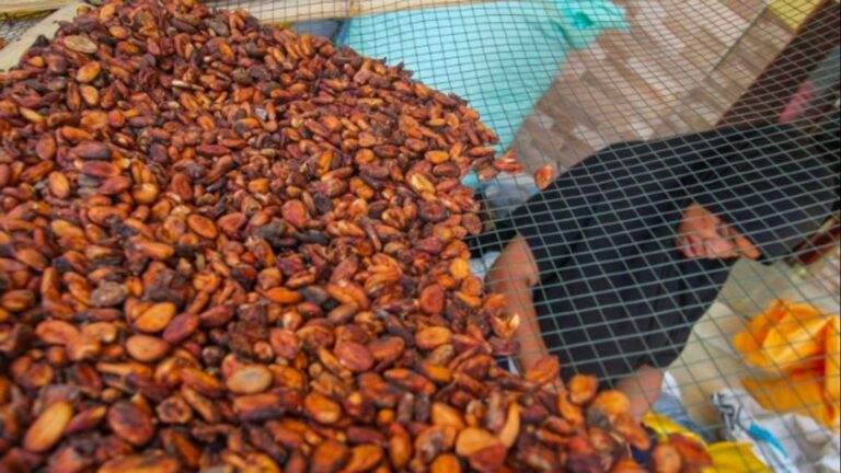 Update Harga Referensi Maret 2026, CPO Naik Tipis, Harga Biji Kakao Merosot