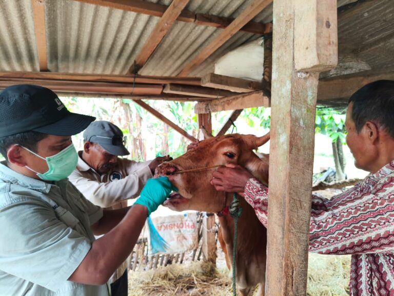 Kementan Lakukan Vaksinasi dan Biosekuriti untuk Pastikan PMK di Lampung Timur Terkendali