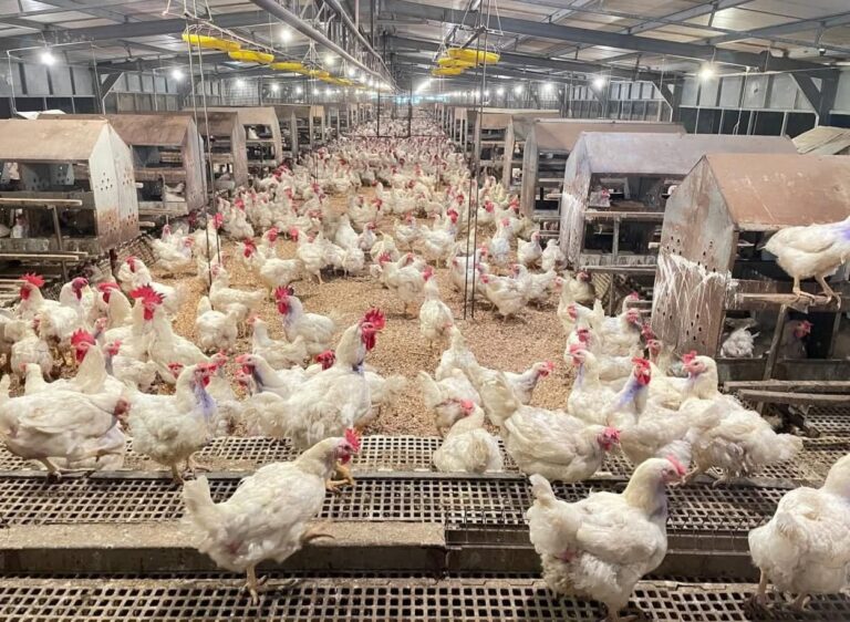 Antisipasi Kekeringan dan Ketegangan Geopolitik, Mentan Amran Gas Rapat Meski Hari Minggu