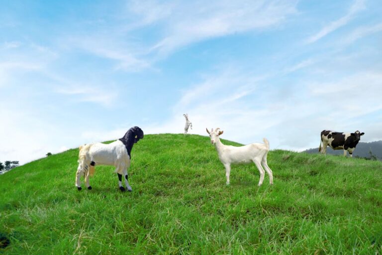 Kementan-HPDKI Perkuat Perlindungan Peternak Domba-Kambing, Pengawasan Ternak Ilegal Ditingkatkan