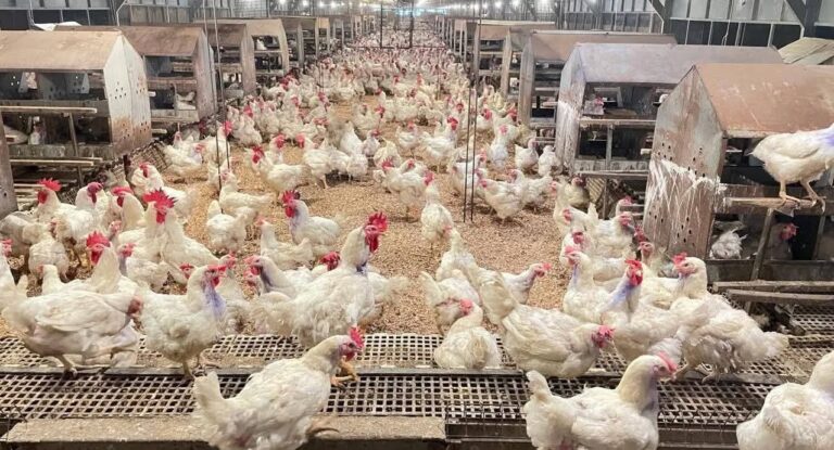 Kementan Perkuat Pengaturan Produksi Ayam, Jaga Harga dan Lindungi Peternak