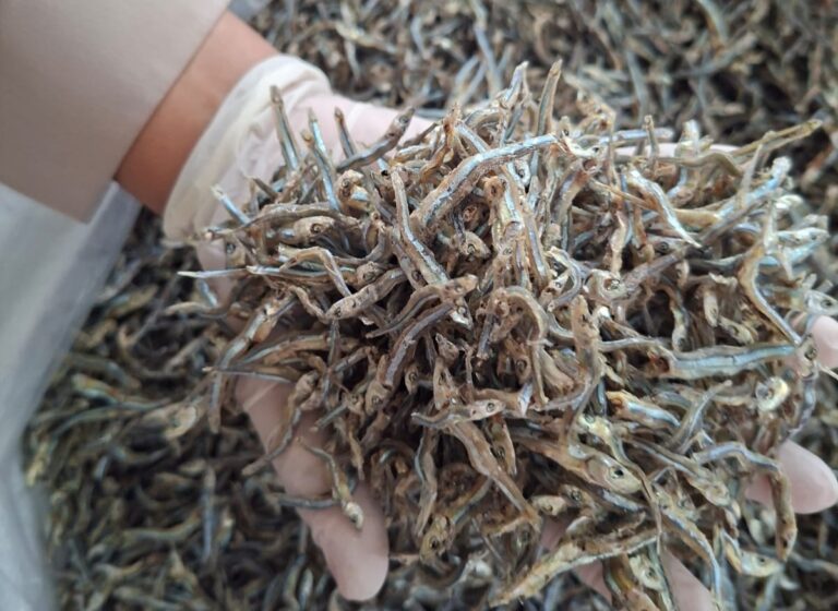 Karantina Kepri Sertifikasi 9,2 Ton Ikan Teri Kering Asal Natuna