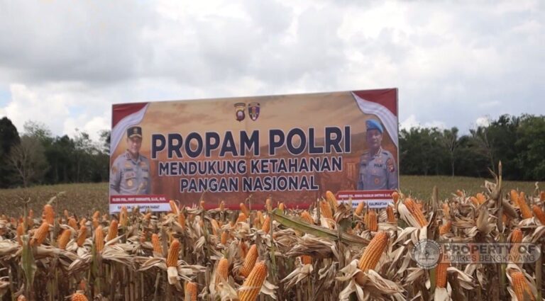 Propam Polri Dukung Ketahanan Pangan Nasional, Wujudkan Asta Cita Lewat Panen Raya Jagung di Kalbar