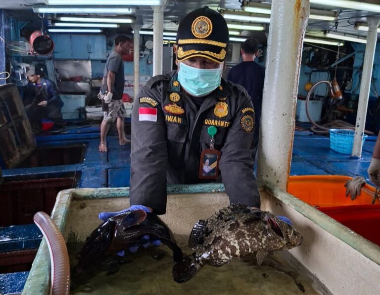 Ekspor Ikan Natuna Tembus 1,2 Miliar Rupiah, Karantina Kepri: Semua Dalam Keadaan Sehat