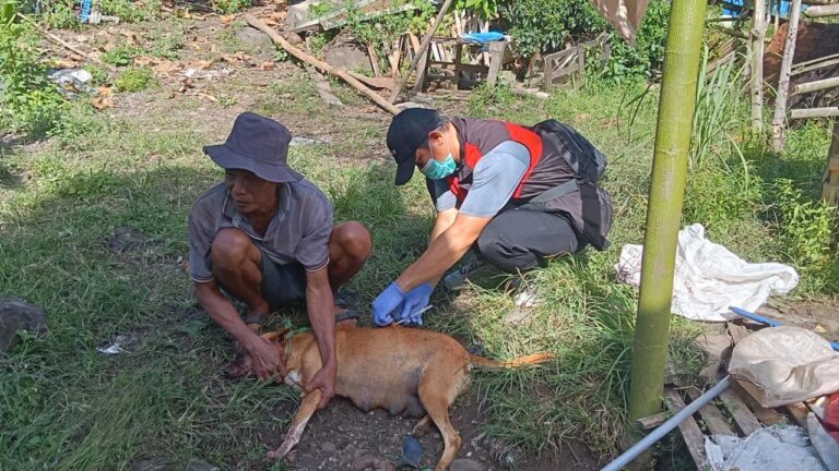 Kementan Gerak Cepat Tangani Kasus Rabies di Maros