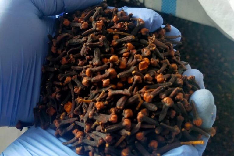 Bebas OPTK, 188,7 Ton Cengkih Asal Natuna Berlayar ke Semarang