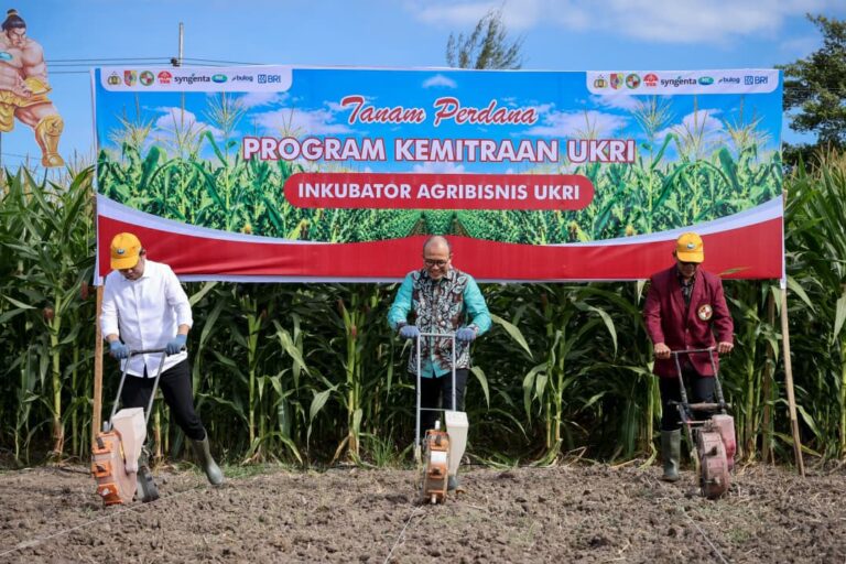 Kementerian UMKM Perkuat Kelompok Tani Jagung dengan Dukungan KUR