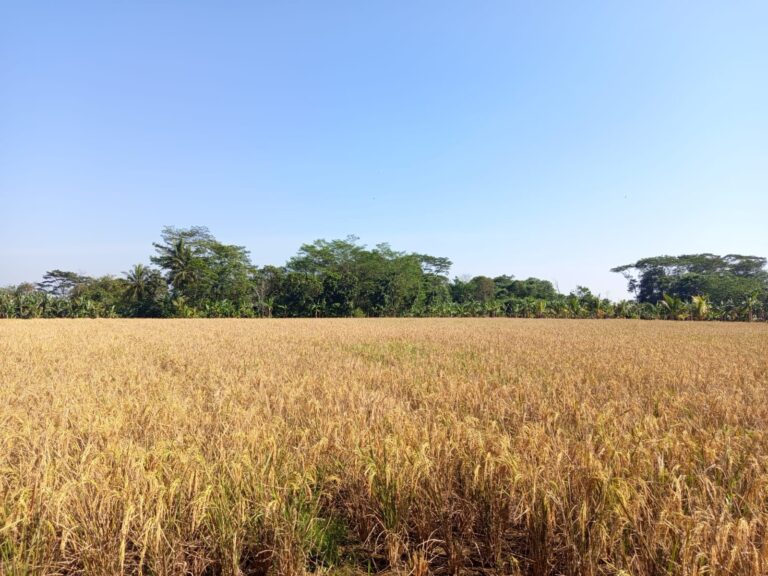 Panen 88 Hari, Demplot Padi Organik di Subang Tingkatkan Produktivitas hingga Tiga Kali Lipat