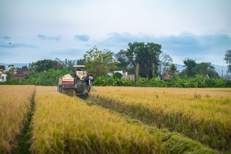 Pemupukan Berimbang dengan Pureplant Dongkrak Panen Padi hingga 10 Ton per Hektare