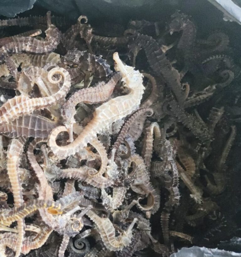 Disamarkan sebagai Makanan Ringan, 1.728 Kuda Laut Kering Digagalkan di Bandara RHF