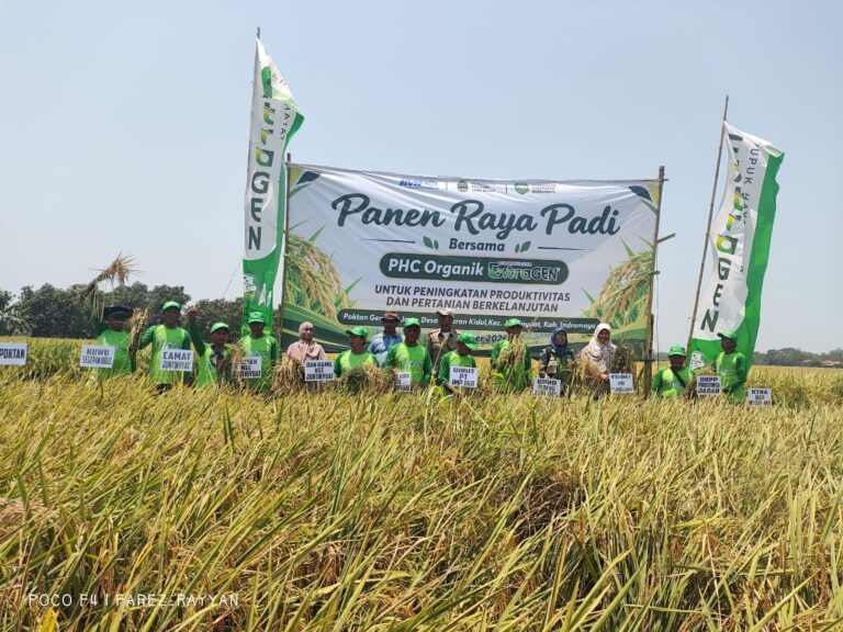 Panen Raya Padi di Indramayu hasilkan 13,1 Ton/Hektare berkat Extragen dan Pupuk Berimbang
