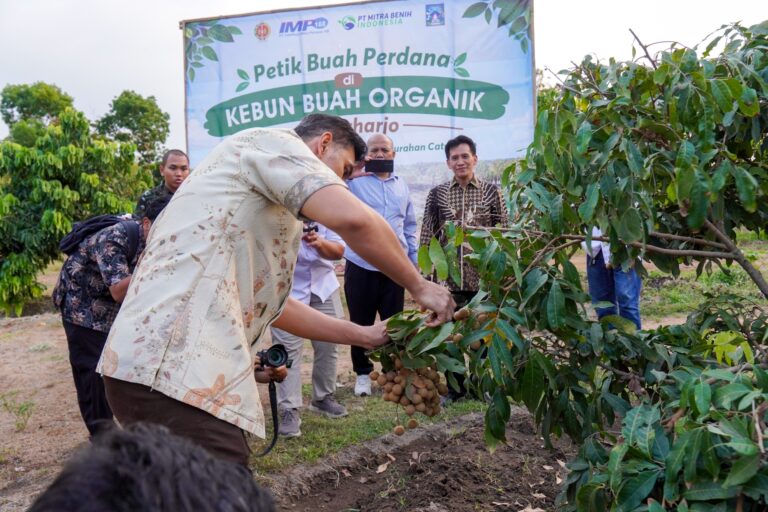Kolaborasi Kalurahan Caturharjo, MBI dan IMP 168 Sukses Sulap Lahan Tidur jadi Kebun Klengkeng Organik